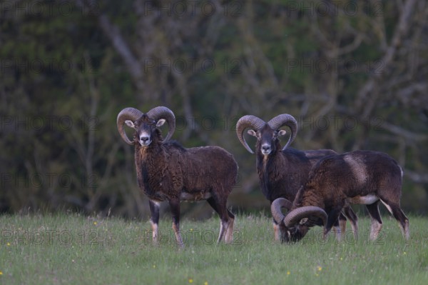 European mouflon (Ovis gmelini musimon, Syn.: Ovis orientalis musimon, Ovis aries musimon), Gerolstein, Eifel, Rhineland-Palatinate, Germany, Europe