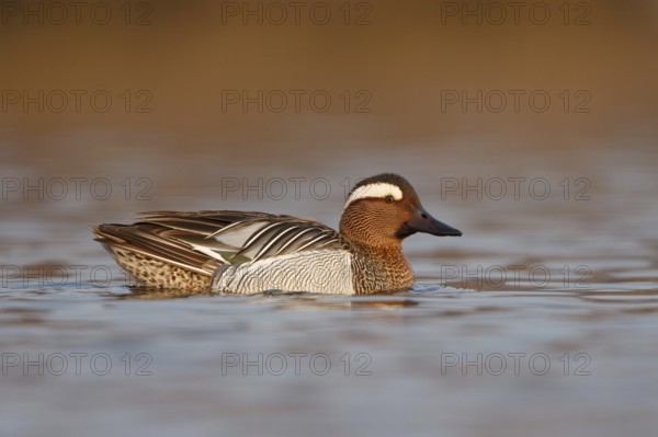 Garganey (Spatula querquedula) male, Utrecht, Netherlands