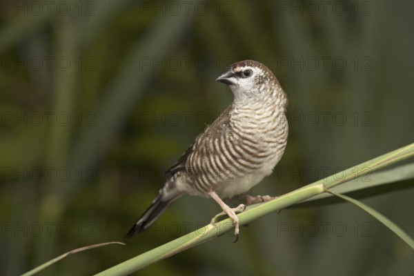 Plum-headed Finch (Neochmia modesta) female