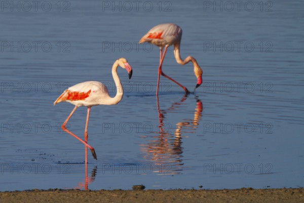 Greater Flamingo (Phoenicopterus roseus), Greece, Europe