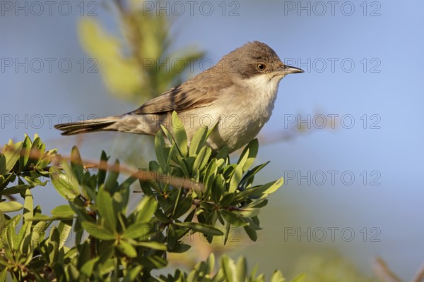 Nachtigallengrasmücke, Eastern Orphean Warbler, Sylvia crassirostris, Orpheusgrasmücke, Östliche Orpheusgrasmücke