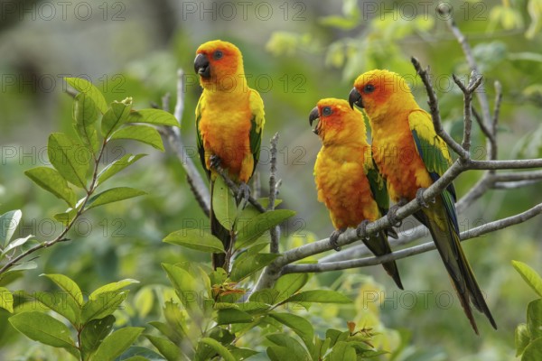 Sun Parakeet (Aratinga solstitialis) perched on a branch in the grasslands of Guyana