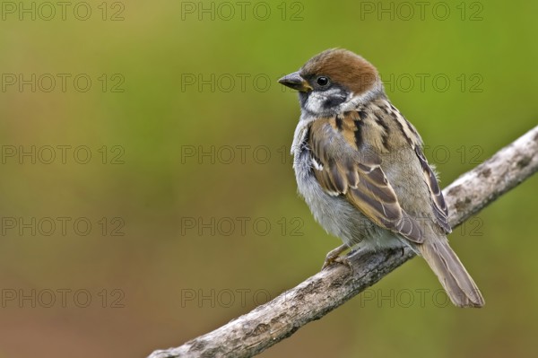 Eurasian Tree Sparrow (Passer montanus), Saxony-Anhalt, Germany, Europe