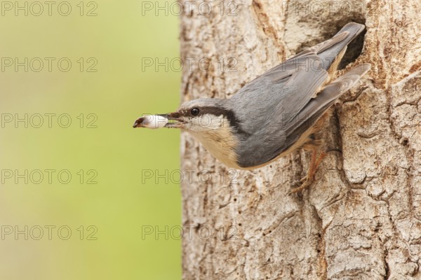 Eurasian Nuthatch (Sitta europaea) nest, Switzerland, Europe
