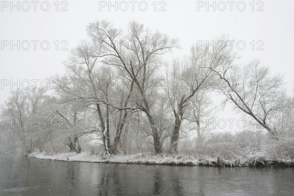 Winter landscape by a river, willows (Salix) on the bank in heavy snowfall, North Rhine-Westphalia, Germany, Europe