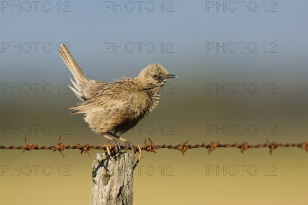 Brown Songlark (Megalurus cruralis) male perched on a barbed wire fence, Victoria, Australia, Oceania