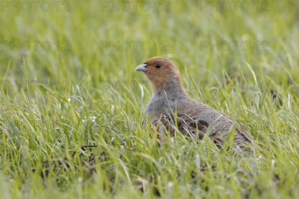 Grey Partridge (Perdix perdix) perched in grass field, North Rhine-Westphalia, Germany, Europe