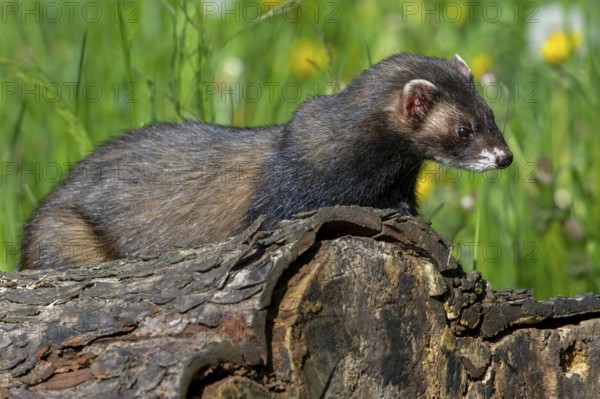 European polecat (Mustela putorius) on the hunt, looking for prey from fallen tree trunk in meadow
