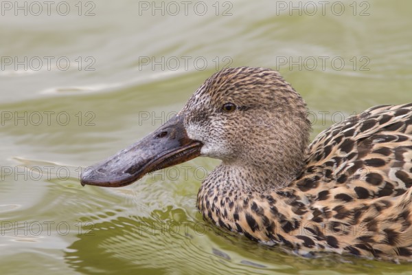 Northern Shoveler (Anas clypeata), female swimming on marsh, Tablas de Daimiel, Castilla la Mancha, Spain, Europe