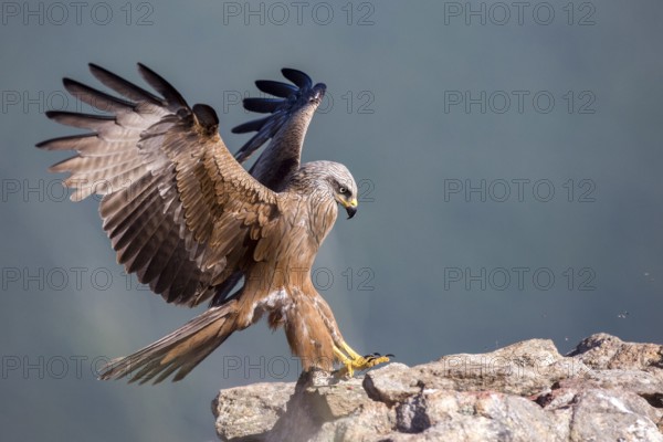 Black Kite (Milvus migrans) landing, Madrid, Spain, Europe
