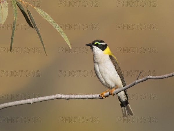 Black-chinned Honeyeater (Melithreptus gularis laetior), Northern Territory, Australia, Oceania