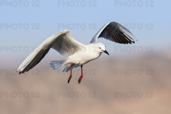 Slender-billed Gull (Chroicocephalus genei) flying, Eilat, Israel, Asia