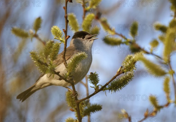 Eurasian Blackcap (Sylvia atricapilla) male singing, Mecklenburg-Western Pomerania, Germany, Europe