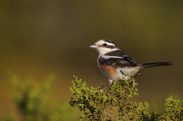 Masked Shrike (Lanius nubicus) female perched on a branch, Cyprus, Europe