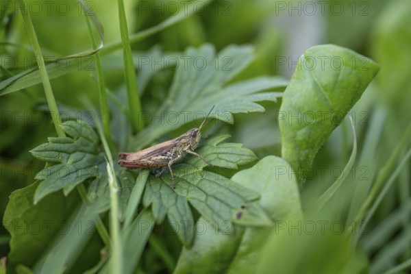 Great green bush cricket (locusta), grasshopper, on a leaf in a meadow, Tyrol, Austria, Europe
