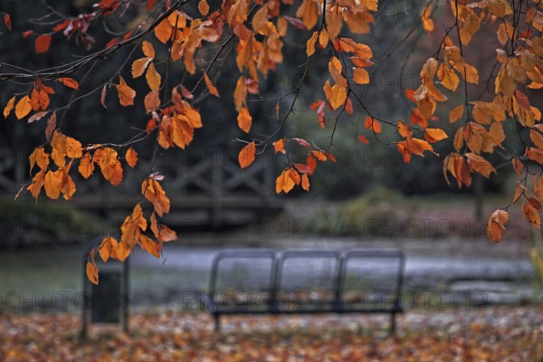 Orange autumn leaves in the foreground, a park bench under a tree, peaceful atmosphere, Lower Rhine, Willich
