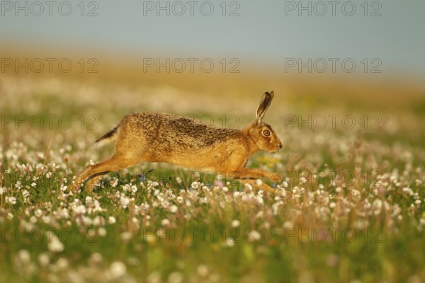 European brown hare (Lepus europaeus) adult animal running amongst Sea campion flowers in summer, England, United Kingdom, Europe