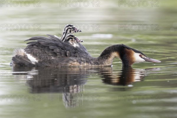 Great Crested Grebe (Podiceps Scalloped ribbonfish) with juveniles, Emsland, Lower Saxony, Germany, Europe
