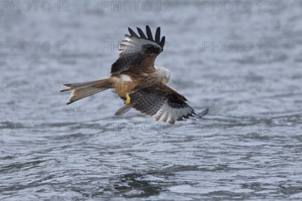 Rotmilan, lat. Milvus milvus, Altvogel verliert den von der Wasseroberfläche aufgegriffenen toten Fisch