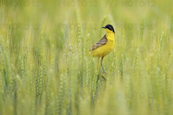 Western yellow wagtail, Motacilla flava, in the green field, sitting on the barley ear spike. Yellow bird with black head in the nature habitat. Wagtail from Balcan, Bulgaria, Europe