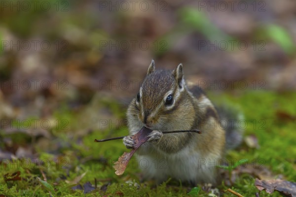 Siberian chipmunk (Eutamias sibiricus) in a forest in Tilburg Noord Brabant in the Netherlands