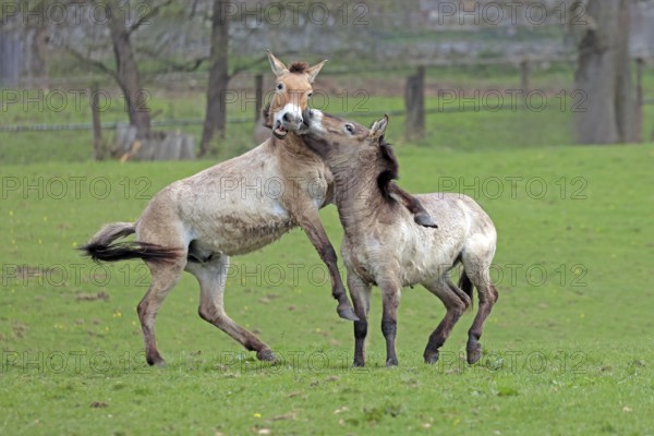 Przewalski's horse (Equus ferus przewalskii), playing in the meadow, rising, Tachi, Captive