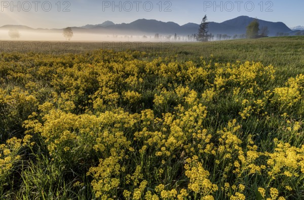 Rape, overgrown, morning light, fog, mountains, sunny, backlight, spring, Loisach-Lake Kochel-Moor, Alpine foothills, Bavaria, Germany, Europe