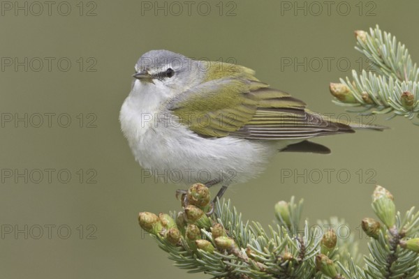 Tennessee Warbler (Leiothlypis peregrina), Manitoba, Canada, North America