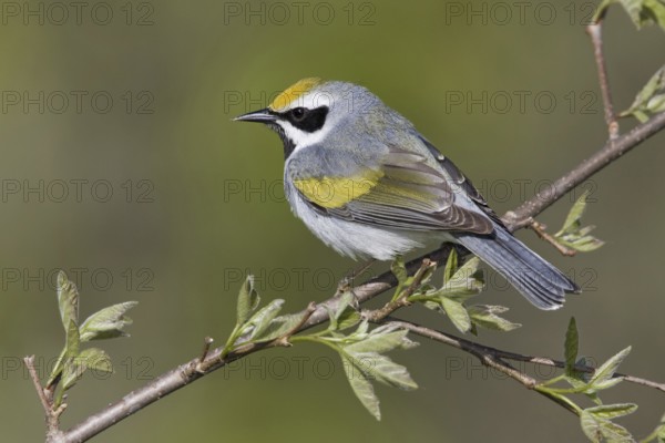 Golden-winged Warbler (Vermivora chrysoptera), Ontario, Canada, North America