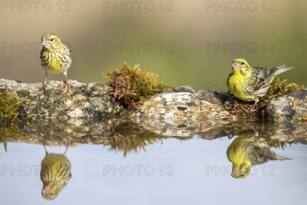 European Serin (Serinus serinus) male at a waterhole, Alicante, Spain, Europe