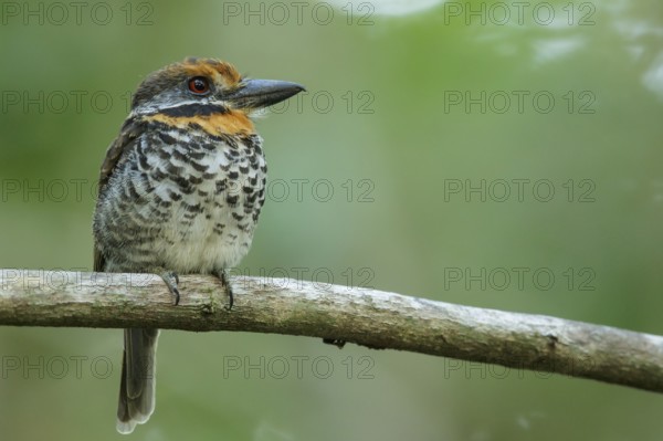 Spotted Puffbird (Bucco tamatia) perched on a branch in the grasslands of Guyana