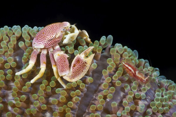 Fleckentupfen-Porzellankrebs, Neopetrolisthes maculatus, Partnergarnele, Periclimenes albolineatus Spotted Porcelain Crab, Neopetrolisthes maculatus, Commensal Shrimp, Periclimenes albolineatus