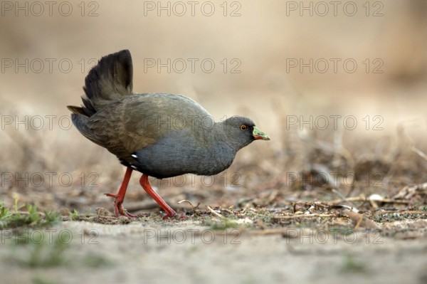Black-tailed Nativehen (Tribonyx ventralis), Queensland, Australia, Oceania
