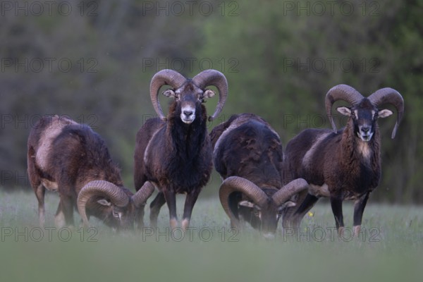 European mouflon (Ovis gmelini musimon, Syn.: Ovis orientalis musimon, Ovis aries musimon), Gerolstein, Eifel, Rhineland-Palatinate, Germany, Europe
