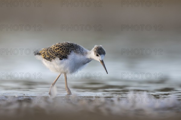 Black-winged Stilt (Himantopus himantopus) juvenile foraging, North Rhine-Westphalia, Germany, Europe