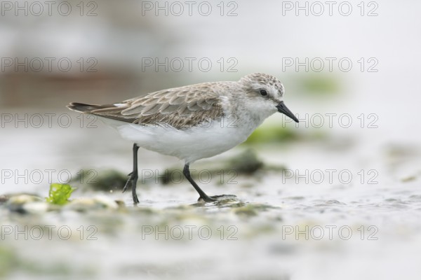 Red-necked Stint (Calidris ruficollis) foraging, Victoria, Australia, Oceania