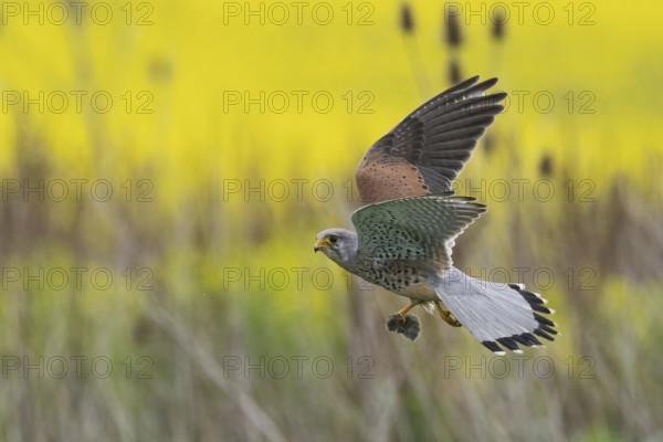 A Common Kestrel (Falco tinnunculus) with a captured mouse in flight over a yellow and green background, Hesse, Germany, Europe