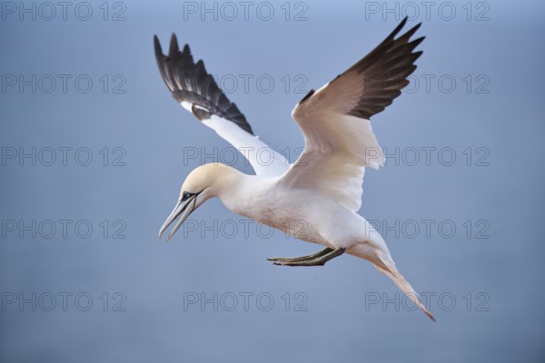 Northern gannet (Morus bassanus) flying over the sea, landing, wildlife, Helgoland, Germany, Europe