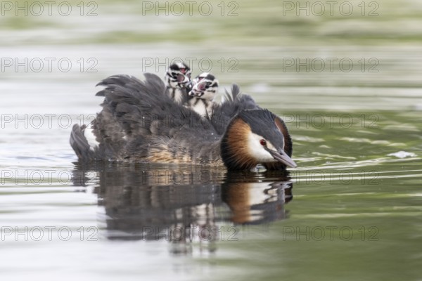 Great Crested Grebe (Podiceps Scalloped ribbonfish) with juveniles, Emsland, Lower Saxony, Germany, Europe