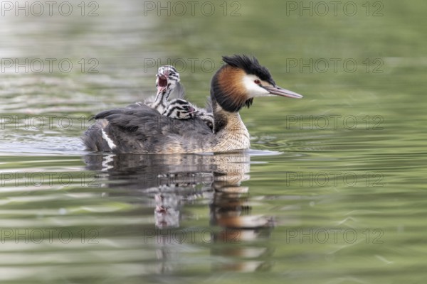 Great Crested Grebe (Podiceps Scalloped ribbonfish) with juveniles, Emsland, Lower Saxony, Germany, Europe