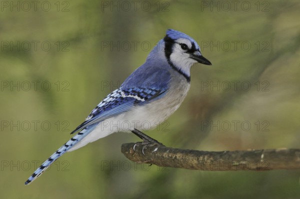 Blue Jay (Cyanocitta cristata), Maine, USA, North America