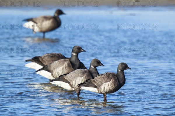 Brant Goose (Branta bernicla) group, Netherlands