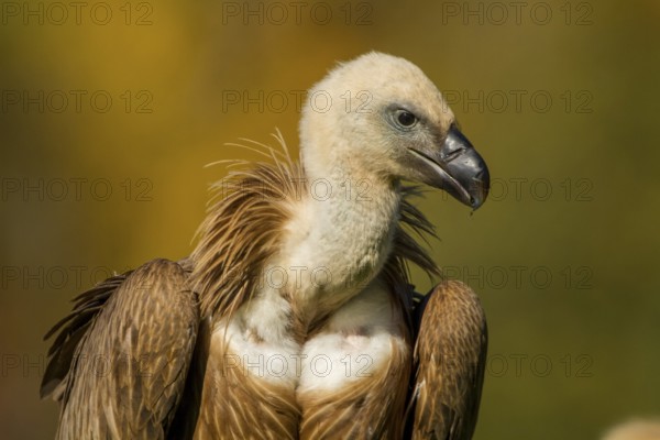 Griffon Vulture (Gyps fulvus), portrait, Castile and Leon, Spain, Europe