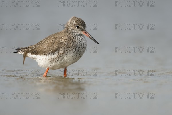 Common Redshank (Tringa totanus) walking in shallow water, Schleswig-Holstein, Germany, Europe