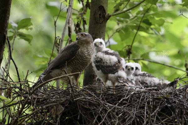 Eurasian Sparrowhawk (Accipiter nisus) female with chicks in nest, North Rhine-Westphalia, Germany, Europe