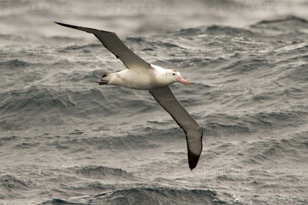 Antipodean Albatross (Diomedea antipodensis) flying, South Pacific Ocean, New Zealand, Oceania