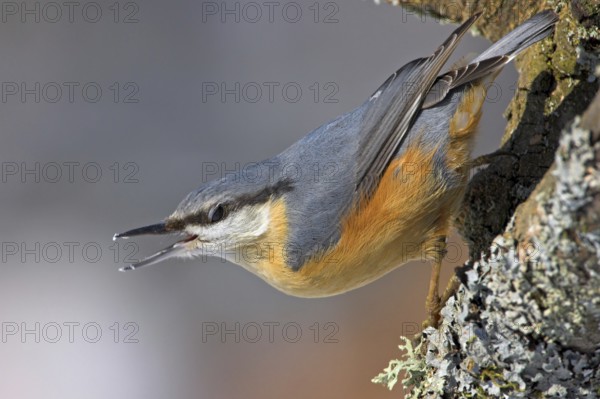 Eurasian Nuthatch (Sitta europaea), Rhineland-Palatinate, Germany, Europe