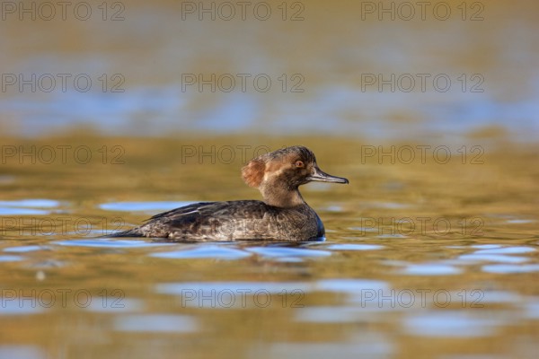 Hooded Merganser (Lophodytes cucullatus) female, British Columbia, Canada, North America