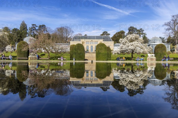 Magnolia blossom (Magnolia) at Wilhelma Stuttgart. According to Wilhelma, the Moorish Garden is home to the largest magnolia grove north of the Alps. A greenhouse is reflected in the water lily pond. Stuttgart, Baden-Württemberg, Germany, Europe