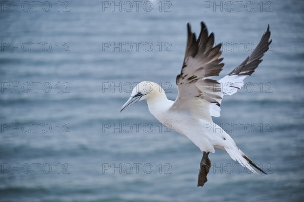 Northern gannet (Morus bassanus) flying over the sea, landing, wildlife, Helgoland, Germany, Europe